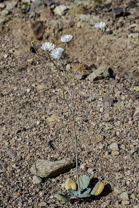 白花蓟马(Atrichoseris platyphylla)，俗称烟草杂草、降落伞植物和沙砾鬼，在加州死亡谷国家公园被发现。菊科。